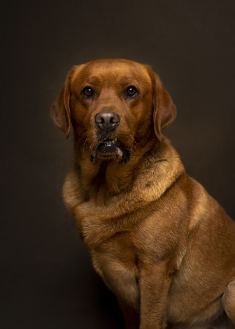 Sam the Labrador