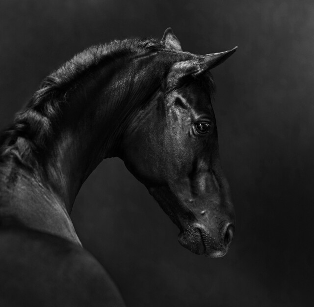 Black Beauty