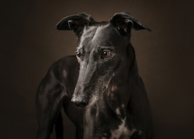 Bindy the Greyhound