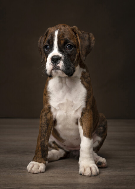 Daisy Duke