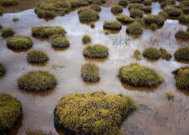Canterbury Wetlands