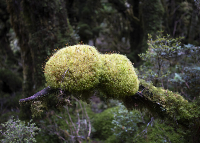 NZ Creature of the Forest 1