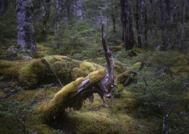 NZ Creature of the Forest 2