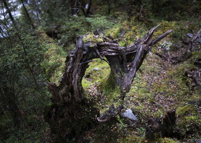 Pelorus River Bank