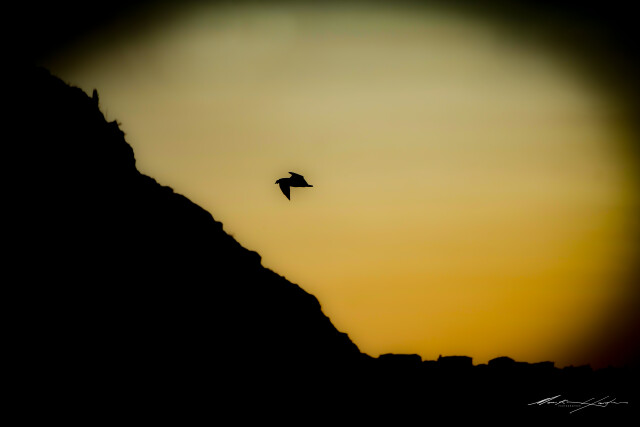 Seagull 7
