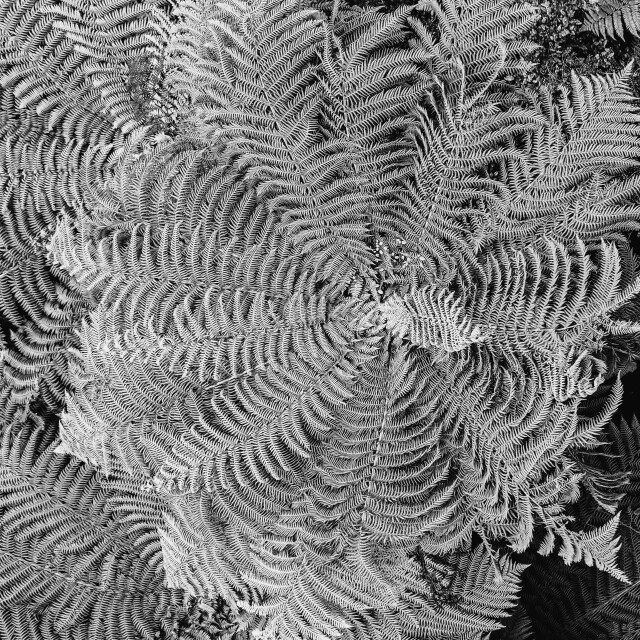 Tree Ferns, bw