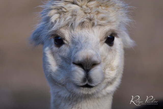 Alpaca 1