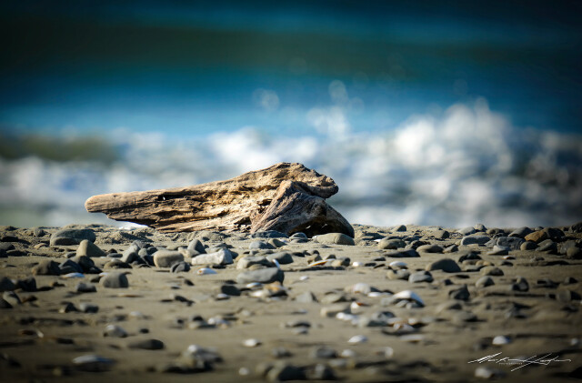 Beach Driftwood