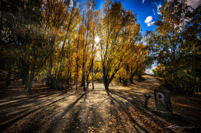 Autumn Trees, Bannockburn 2