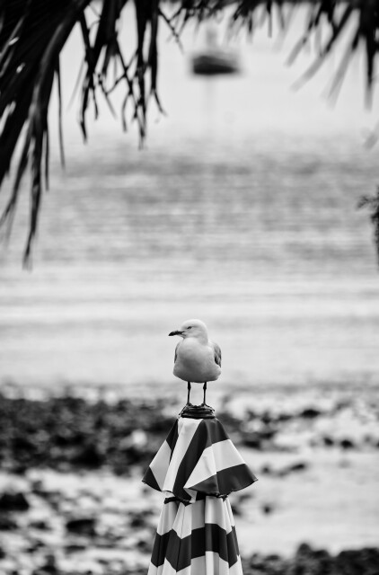 Seagull 8