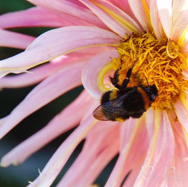 Bumblebee in Dahlia