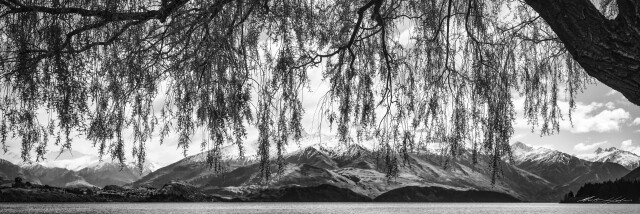 Tree and Mountains Wanaka, bw