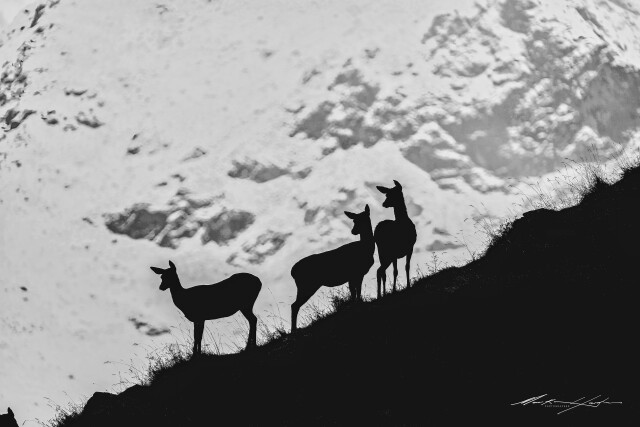 3 Deer 