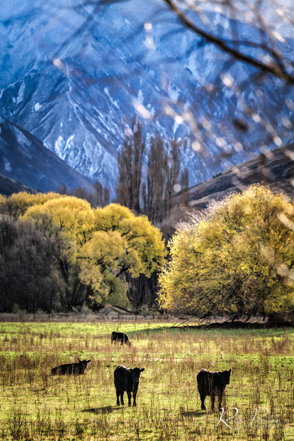 Valley Cows