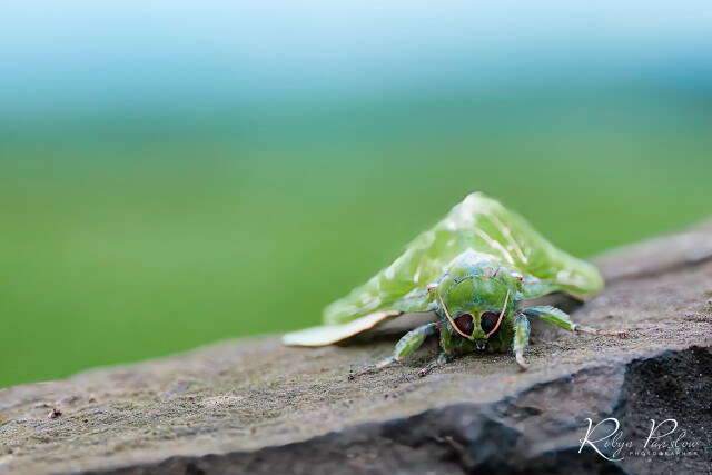 Moth