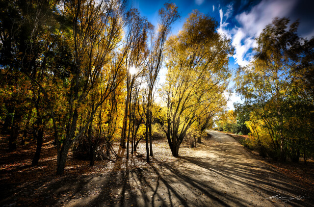 Autumn Trees, Bannockburn 1