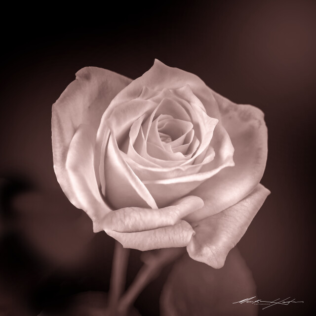 White Rose 