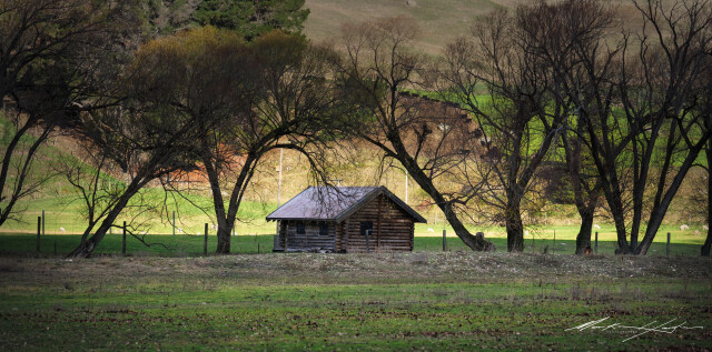 Shed in trees