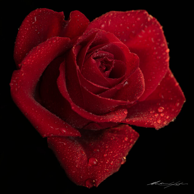 Red Rose 3