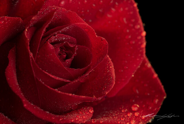 Red Rose 2, Droplets