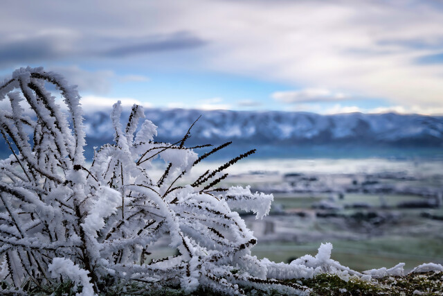 Hoare Frost 1