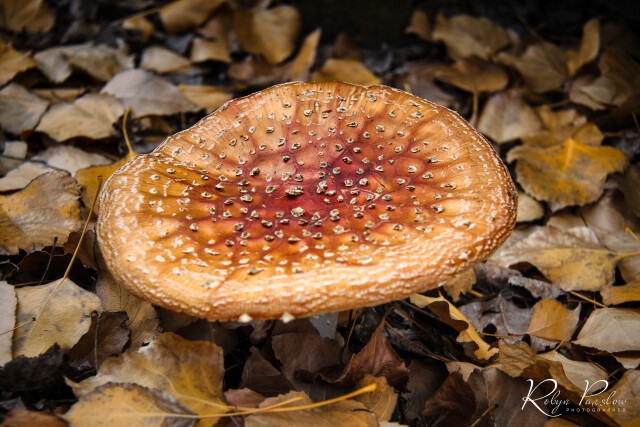 Cardrona Mushroom