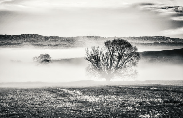 Tree 2