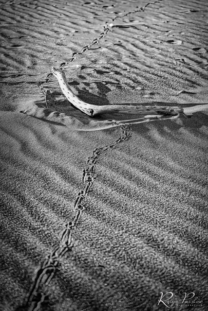 Seagull Footprints 1
