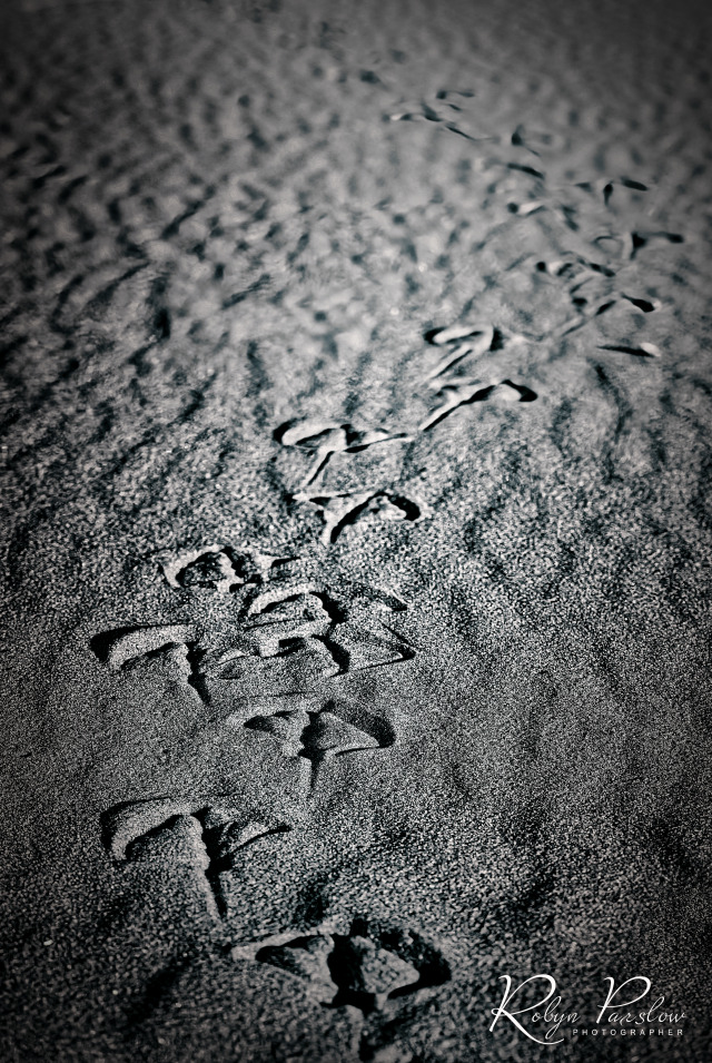 Seagull Footprints 2