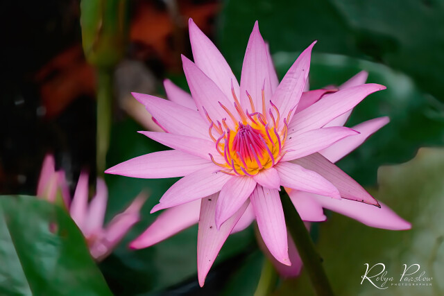 Pink Water Lily 2