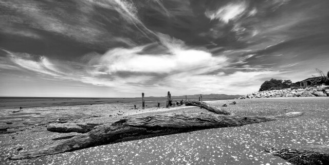 Beach Driftwood 2, bw