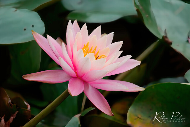 Pink Water Lily 1