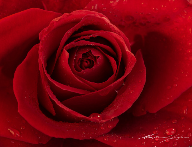 Red Rose 1