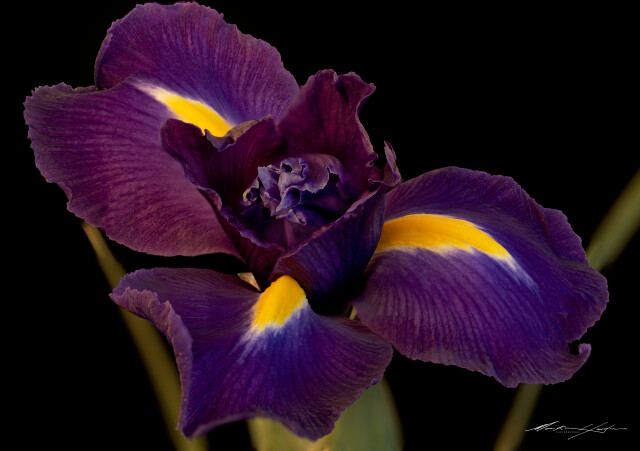 iris