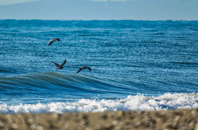 Seagulls 6