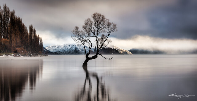 Wanaka Tree, Snow 