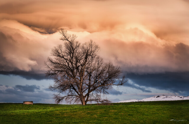 Tree at Sunset Wanaka