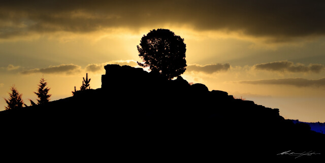 Sunset Tree
