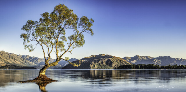 Wanaka Tree, Autumn