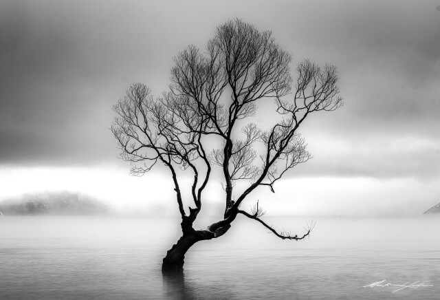 Wanaka Tree Black & White
