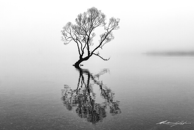 Wanaka Tree Foggy 