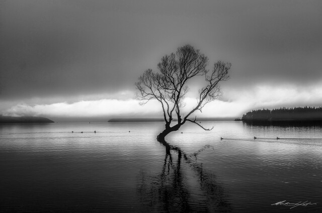 Wanaka Tree and Ducks