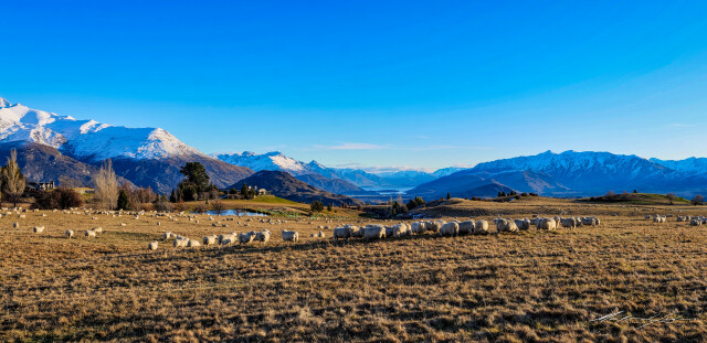 Queenstown Hills and Sheep