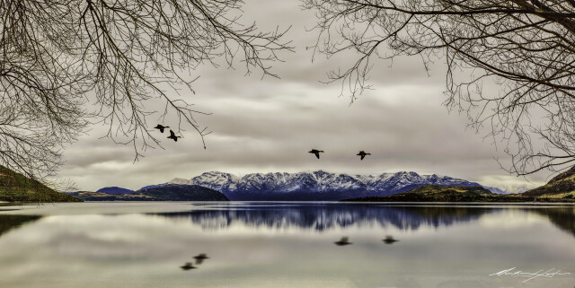 Glendhu Bay Swans 