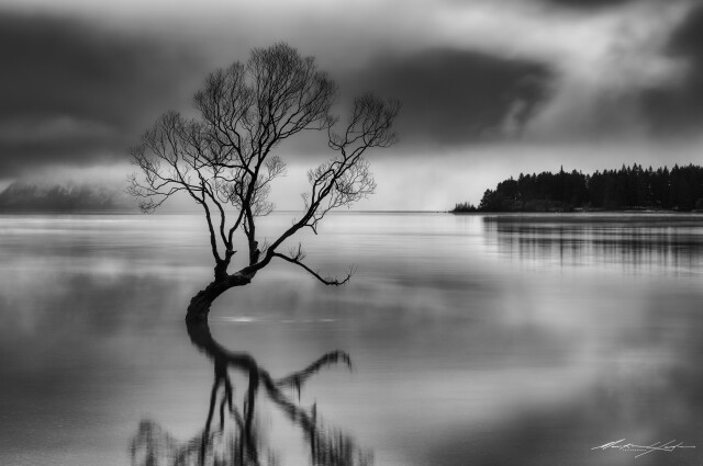 Wanaka Tree Misty Water