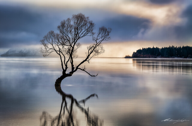 Wanaka Tree and Mist