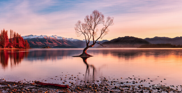 Wanaka Tree, Golden Light 