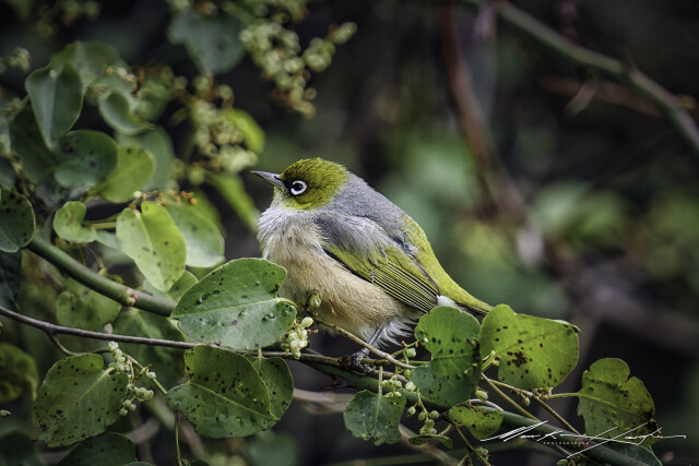 Silvereye 3