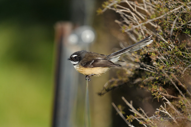 Fantail 4