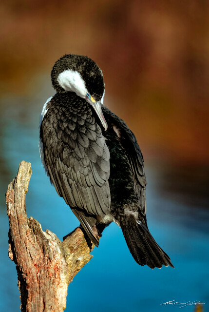 Shag 2